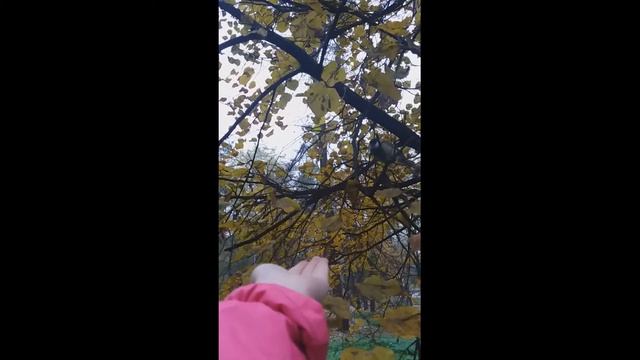 Развлечения в осеннем парке ? Fun in the autumn park смотреть онлайн