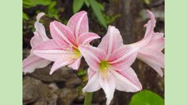 CHERRY BLOSSOM | LERIO FLOWERS | EDENIUMS FLOWER | WITH DIFFERENT COLOR ABD VARIETY | IMELDA IMPAS смотреть онлайн