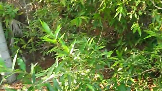 Syzygium jambos Rose Apple смотреть онлайн