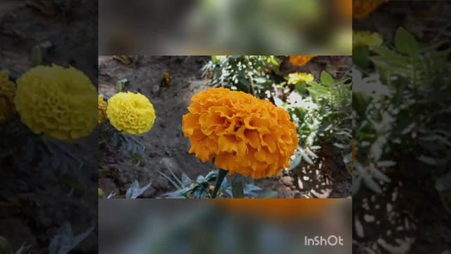 Красивые фото цветов???? смотреть онлайн