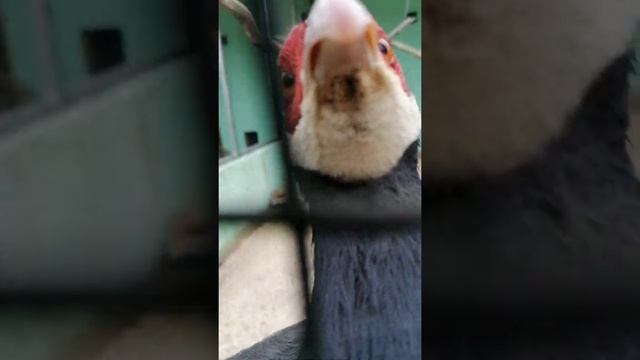 Синий ушастый фазан. Кричит и клюёт в камеру. Какой опасный и деловой. Зоопарк До До. Анапа. 2021 смотреть онлайн