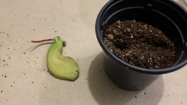 Проращивание Манго из косточки в домашних условиях. смотреть онлайн