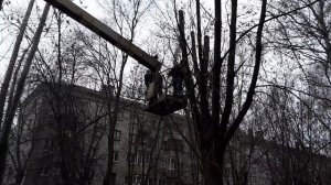 Кронирование и обрезка деревьев в Иваново