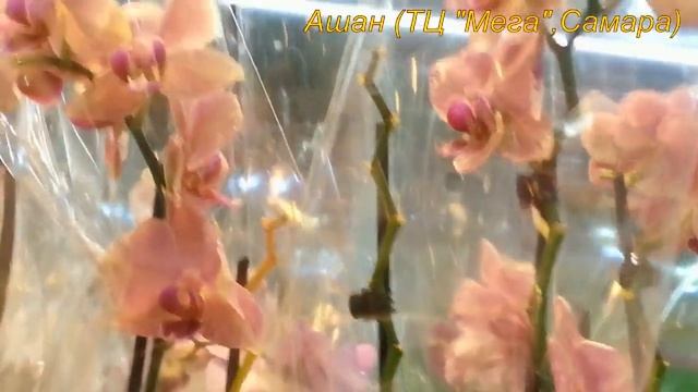 ОРХИДЕИ:ИКЕЯ,АШАН (уценки),ЛЕРУА,26.08.2018. смотреть онлайн