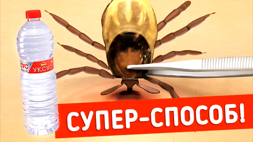 КАК ВЫТАЩИТЬ КЛЕЩА / ЧТО ДЕЛАТЬ ЕСЛИ УКУСИЛ ЭНЦЕФАЛИТНЫЙ КЛЕЩ? 