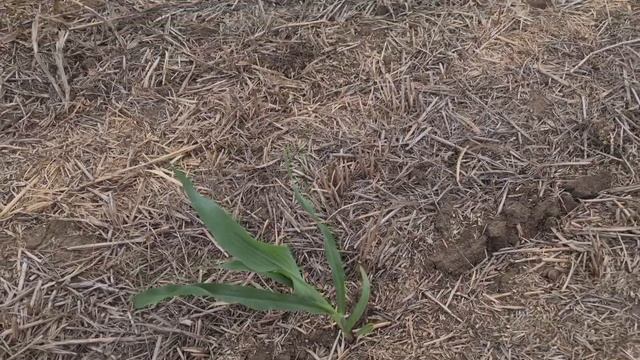 Кукуруза сплошным посевом. No - till 06.06.2022 смотреть онлайн