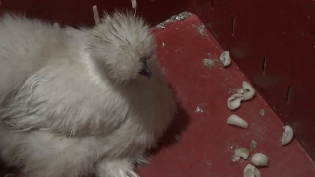 Заболела любимая Хохлушка смотреть онлайн