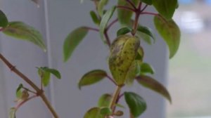 Фуксия - желтеют, сохнут и опадают листья. Проблемы выращивания Фуксий!