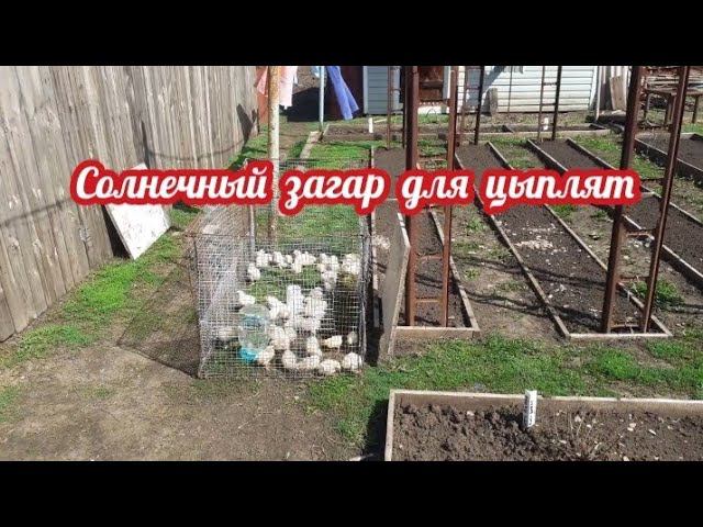 цыплята первый раз на улице.... смотреть онлайн
