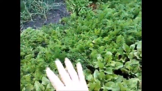 Природное удобрение, результат компоста смотреть онлайн