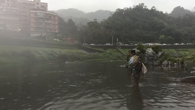 Река 基隆河, Тайвань. Тайваньский закко (溪哥) на микроколеблющиеся блёсны. 2017/03. смотреть онлайн