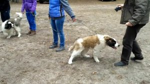 Осмотр щенков. Московская сторожевая.