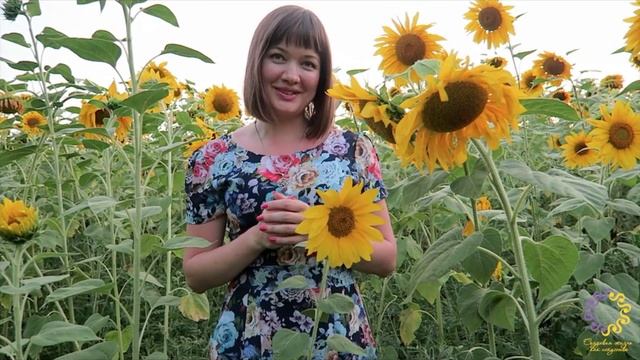 Предназначение в подсолнухах (метафоры от Ирины Стояновской) смотреть онлайн