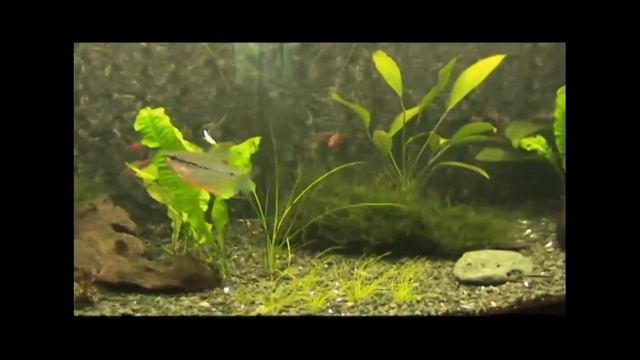 Juwel Vision 180 смотреть онлайн