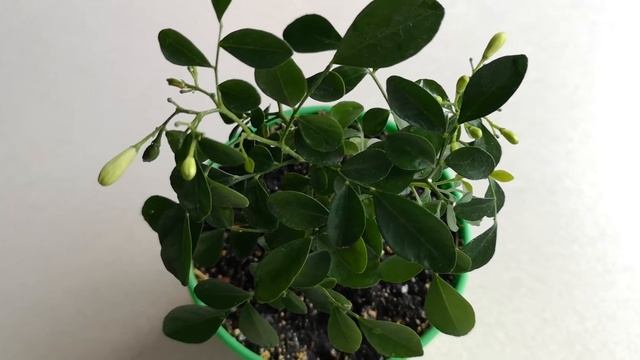 МУРАЙЯ МЕТЕЛЬЧАТАЯ - ДОМАШНЕЕ РАСТЕНИЕ ИЗ ТРОПИКОВ, КОТОРОЕ ЗАВОРОЖИТ ВАС СВОИМ ЦВЕТЕНИЕМ! смотреть онлайн