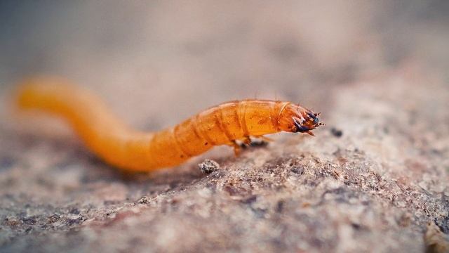 МЕРЫ БОРЬБЫ С ПРОВОЛОЧНИКОМ В ОГОРОДЕ смотреть онлайн