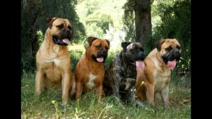Порода собак Бульмастиф