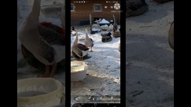 Китайские гуси Сергей Затайа из Челябинска. смотреть онлайн