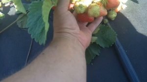 Клубника Чамора Туруси! Земляничный вкус, и огромная ягода!