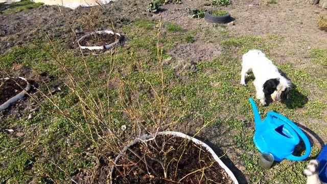 Когда и чем подкормить ГОЛУБИКУ. Результат не заставит себя ждать. смотреть онлайн