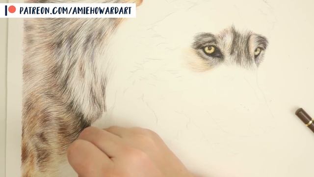 HOW TO DRAW A REALISTIC WOLF | Colored Pencil Drawing Tutorial смотреть онлайн