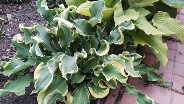 ХОСТА WHEEE! Самая волнистая хоста! смотреть онлайн