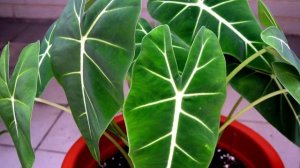 Алоказия уход в домашних условиях