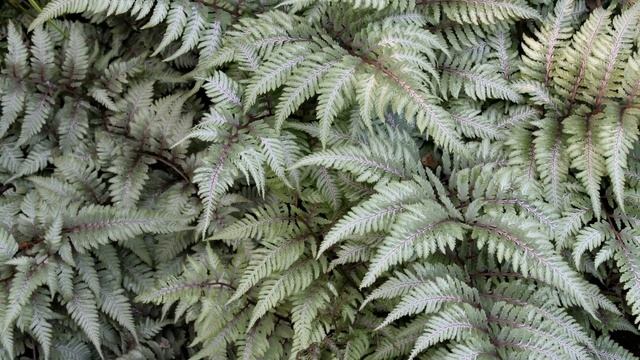 The BEST 5 Hosta Companion Plants for Your Shade Garden... AND a BONUS! ? shade perennials ? смотреть онлайн