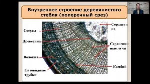 Строение стебля 6 класс