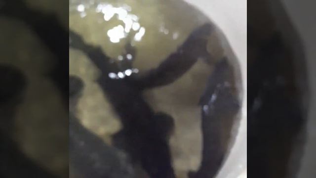 Осетровая ферма рыба от маленькой до большой смотреть онлайн