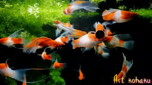 Меченосцы Кои Кохаку Шоу Класса смотреть онлайн