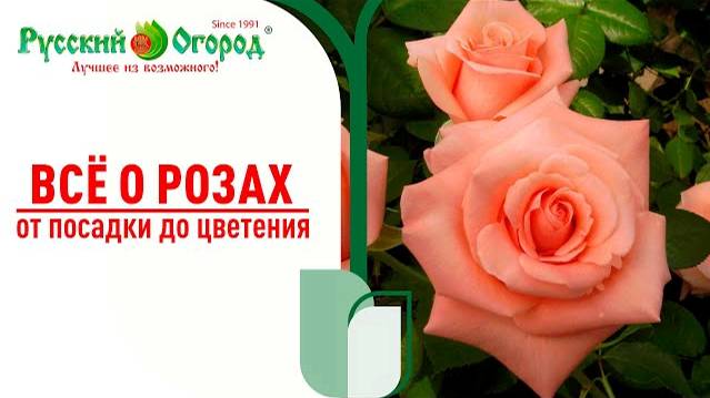 #РОЗЫ в июне - всё о посадке и не только... НАГЛЯДНО ПОКАЖЕМ САМУЮ ПРАВИЛЬНУЮ ПОСАДКУ РОЗ. смотреть онлайн