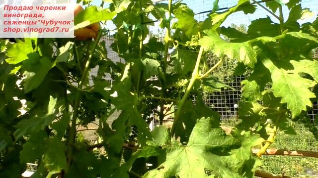 Соцветья ГФ винограда Ромбик. Почему оставляем по два соцветья? смотреть онлайн