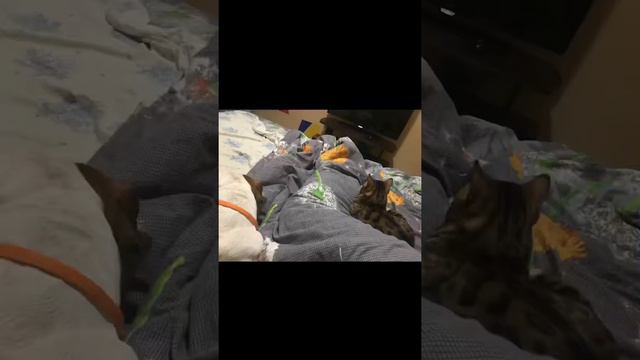 БАТТЛ за кровать.) смотреть онлайн
