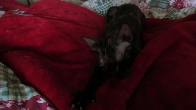 Велюровая кошечка породы "Донской сфинкс" смотреть онлайн