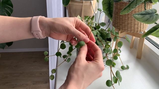 Как и Зачем Черенковать Лианы? Пеперомия Хоуп, Сциндапсус Золотистый, Филодендрон Сканденс. смотреть онлайн