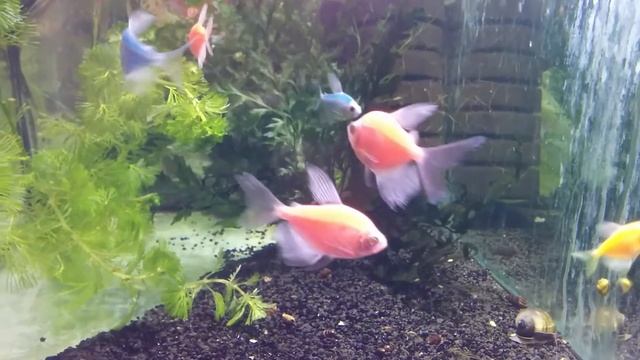 Тернеция (GloFish) светящаяся вуалевая, подростки