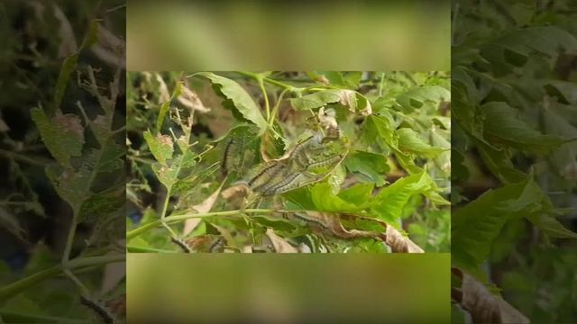 Нашествие ! Американские гусеницы - сожрали Американский клён. смотреть онлайн