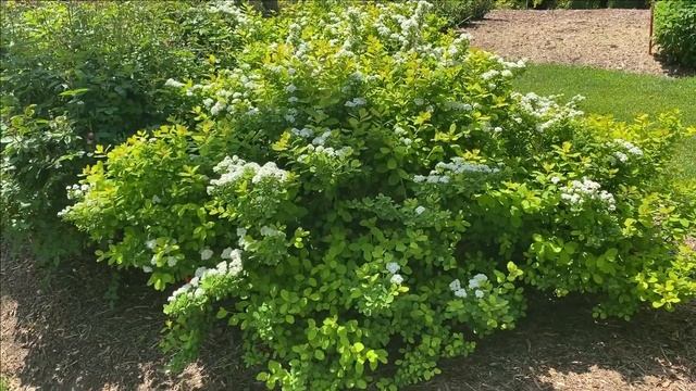 Spiraea Glow Girl | Garden Crossings смотреть онлайн
