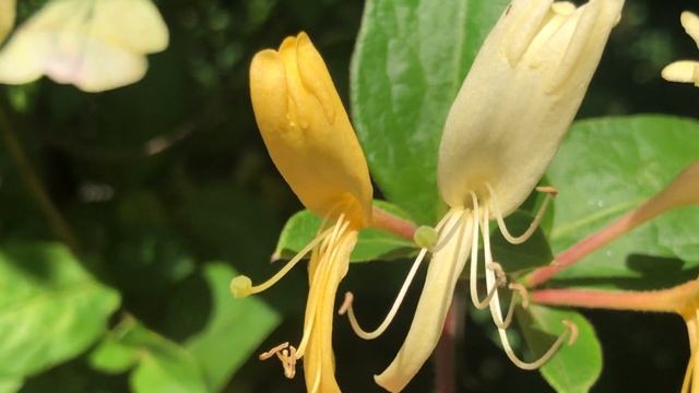 hanimeli, Geissblatt, Lonicera caprifolium IMG 0881 смотреть онлайн