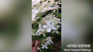 Обзор метельчатой гортензии Dentelle de Gorron. Беларусь