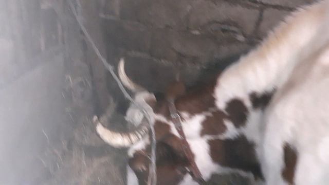 Почему корова скрипит зубами? смотреть онлайн