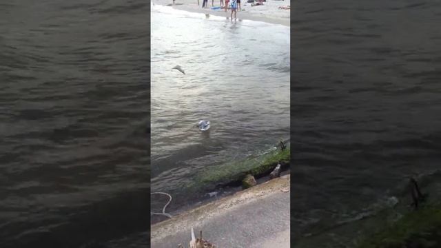 Чайки плавают в море Чайки плавают на волнах смотреть онлайн