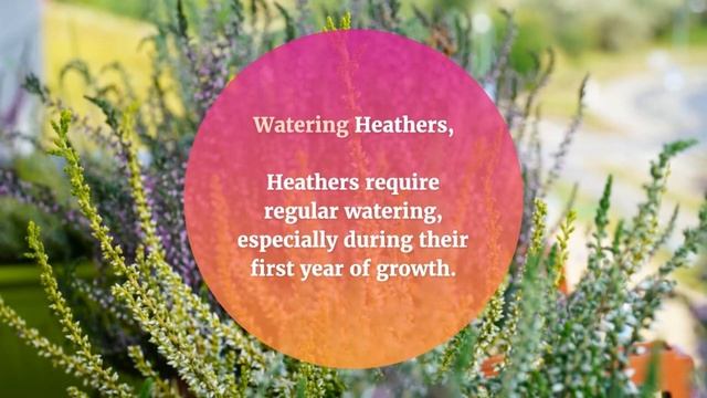 Calluna Vulgaris: Tips For Growing And Maintaining Your Heather Plant