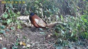 ЛОВУШКА НА ФАЗАНА