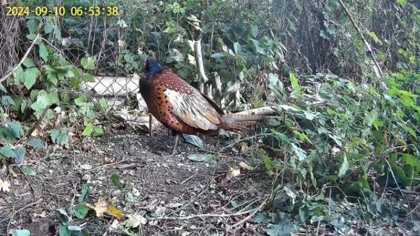 ЛОВУШКА НА ФАЗАНА