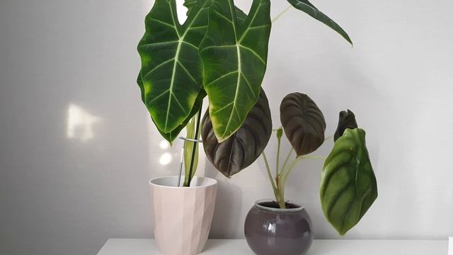 Ароидные.Мои Алоказии