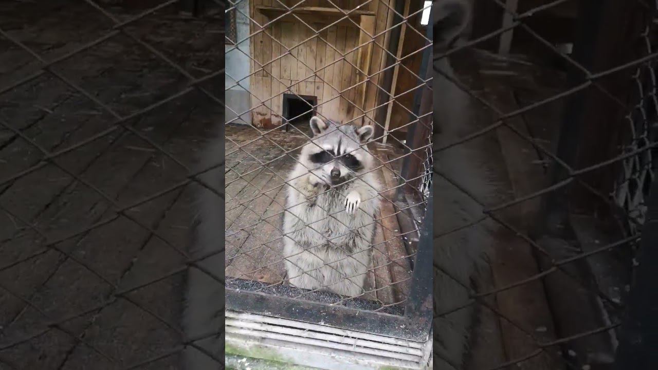 Смешнючие еноты в зоопарке смотреть онлайн