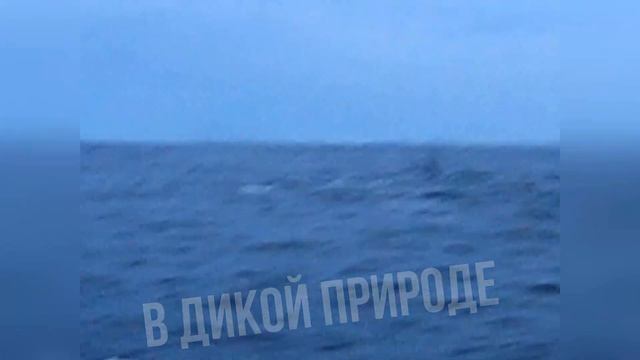 Промо Вояджер 1,2 смотреть онлайн