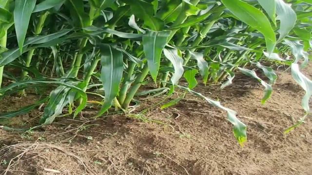 Jagung Hibrida NK 7328 Sumo umur 43 hst смотреть онлайн